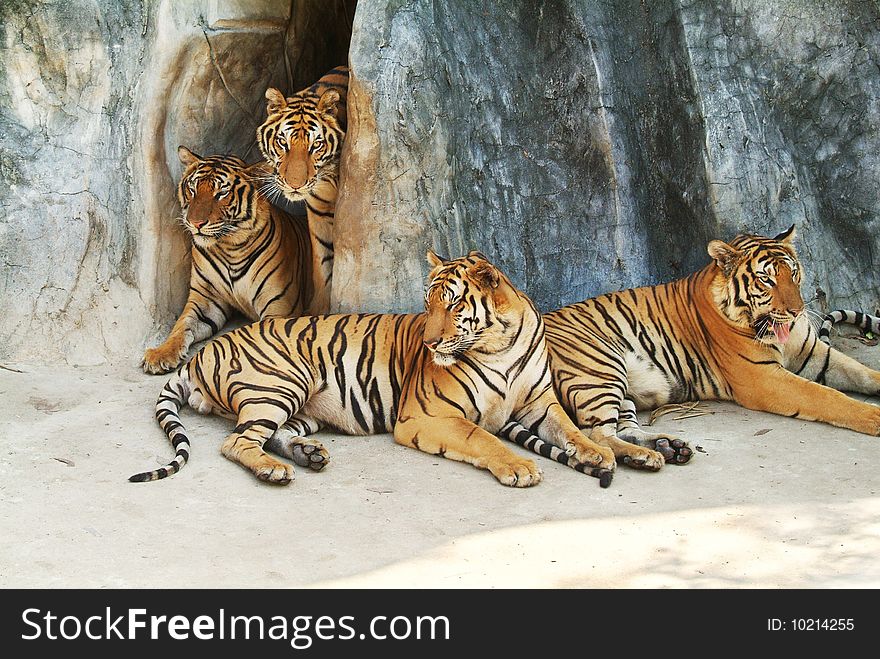 Four tigers resting at the bottom of a cliff. Four tigers resting at the bottom of a cliff