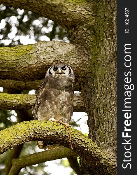 One owl on a tree