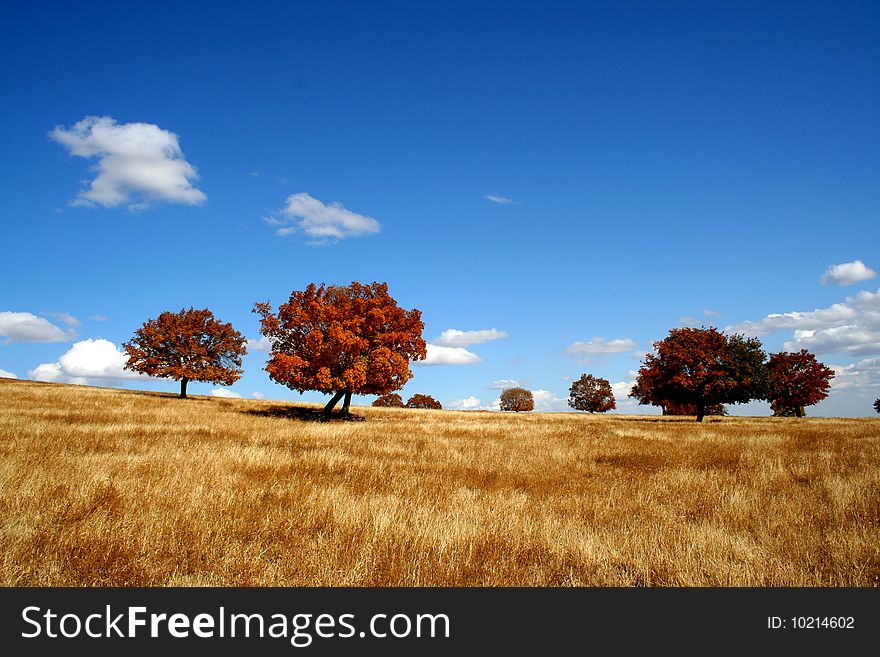 A light van's track on the vast grassland, extend to distance trough the maple trees. A light van's track on the vast grassland, extend to distance trough the maple trees