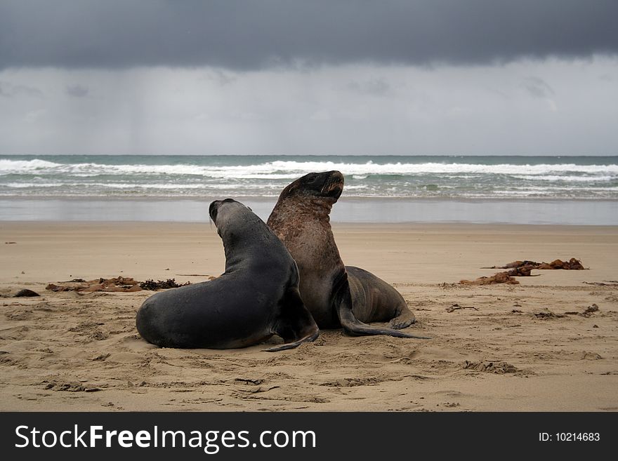 Seals on the beach of New Zeland. Seals on the beach of New Zeland