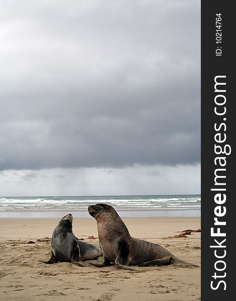 Seals on the beach of New Zeland. Seals on the beach of New Zeland