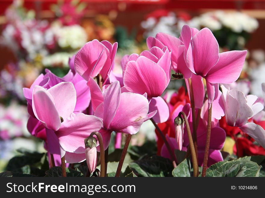 Ping cyclamens and other flowers. Ping cyclamens and other flowers