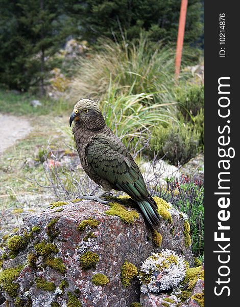 Kia - the only Alpine parrot, New Zeland