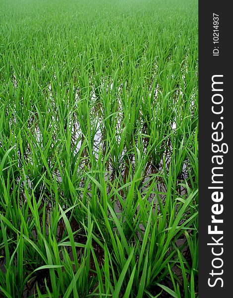Traditonal asian tropical rice field. Traditonal asian tropical rice field