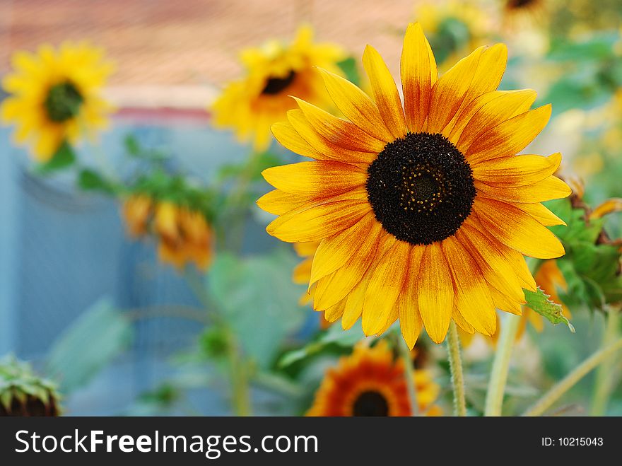 Single sunflower over blurry background