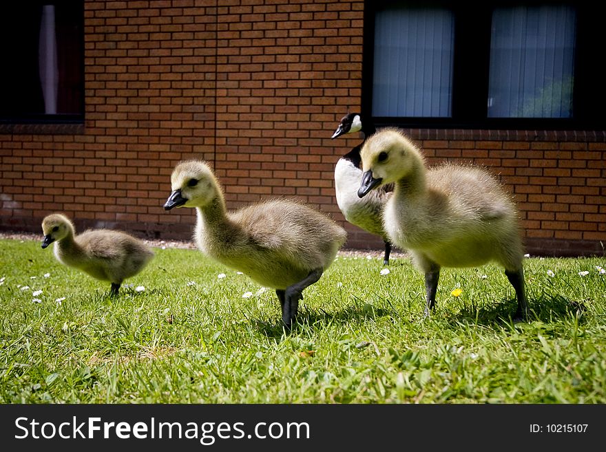 Three wild geese in the city. Three wild geese in the city