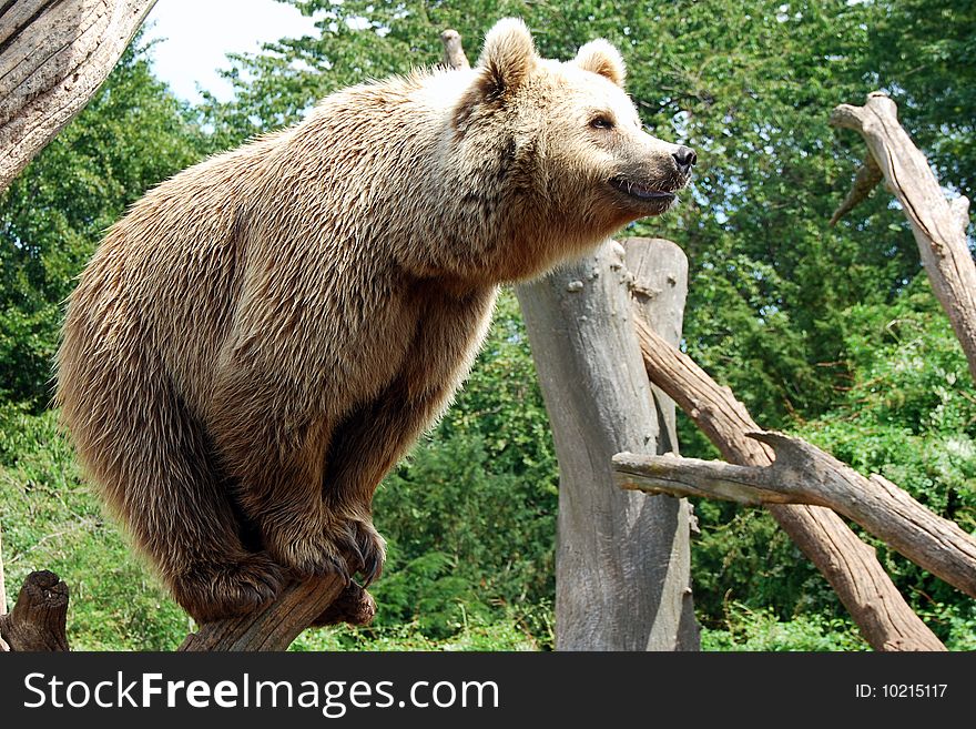 Brown-bear Climbing A Tree