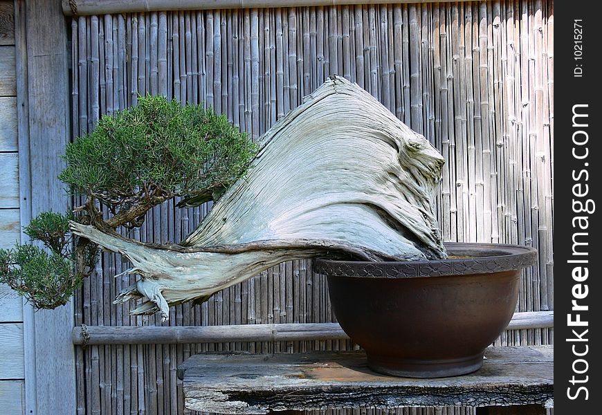 An ancient Juniper Bonsai in pot