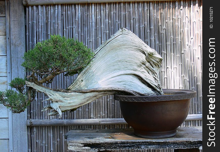 Juniper Bonsai