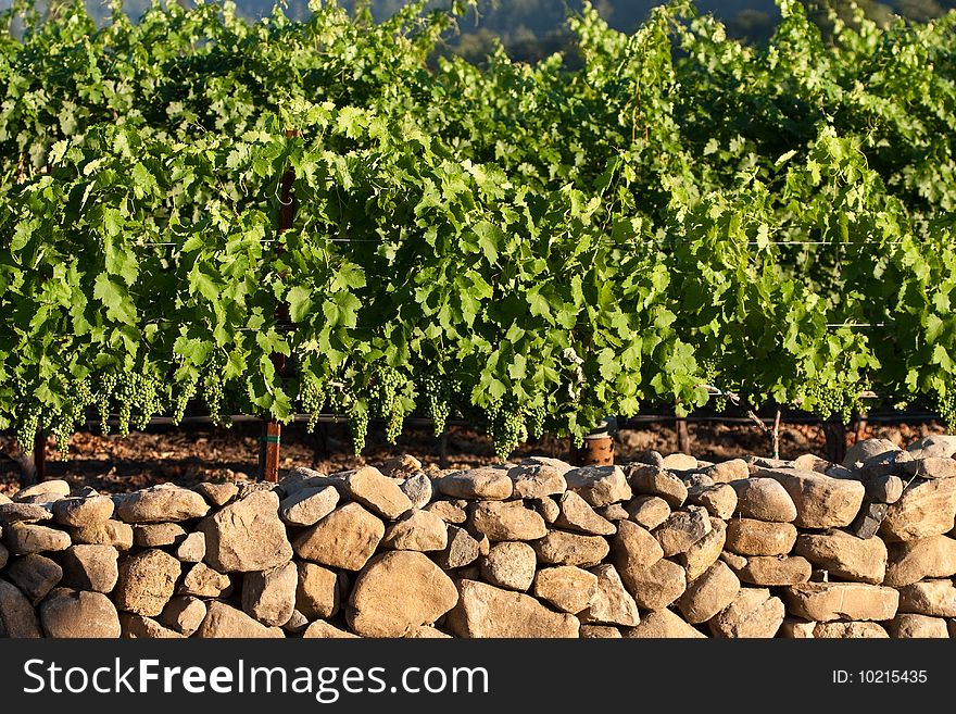 Grape vines with rock wall in foreground. Grape vines with rock wall in foreground.