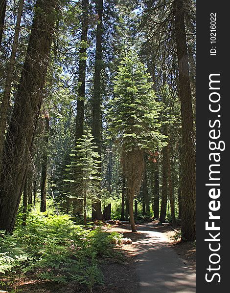 Vertical View of trees in the National Sequoia Park. Vertical View of trees in the National Sequoia Park