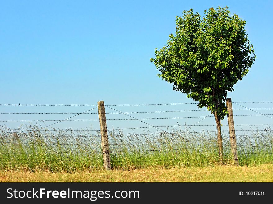 Lonely tree under the barbed wire