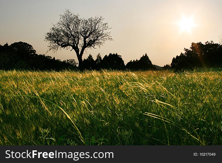 Tree on a field  in the sunset. Tree on a field  in the sunset