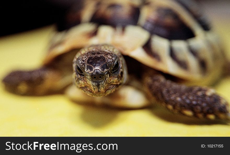 Terrestrial brown turtle with facial view