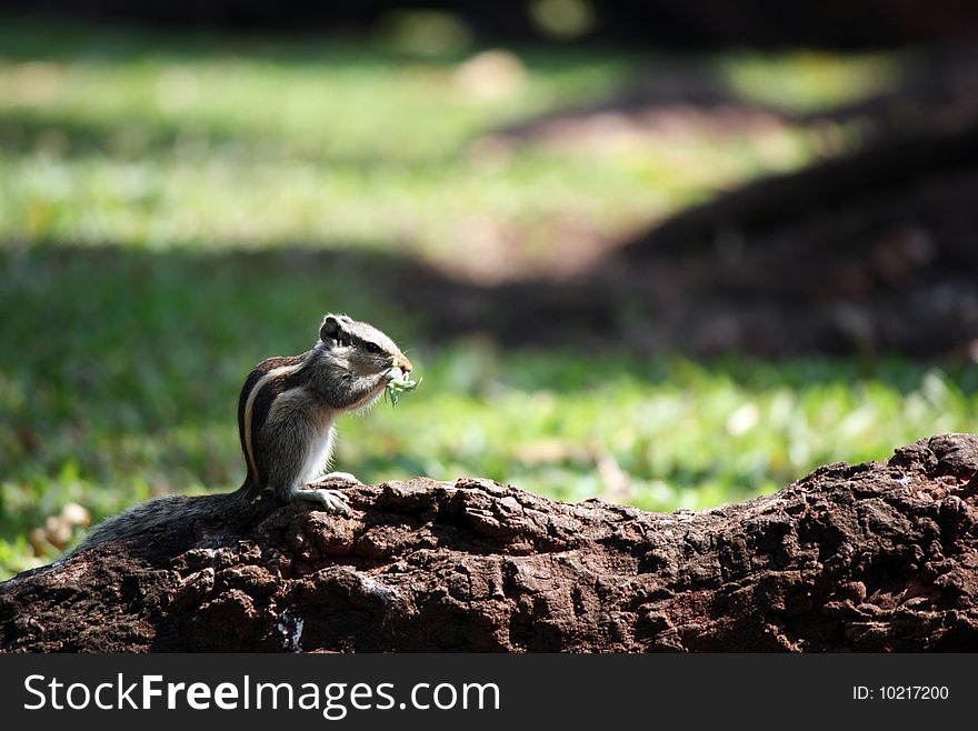 Indian Palm Squirrel eating some leaves
