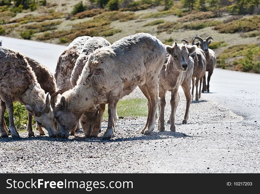 Bighorn Sheep in Banff National Park, Alberta, Canada