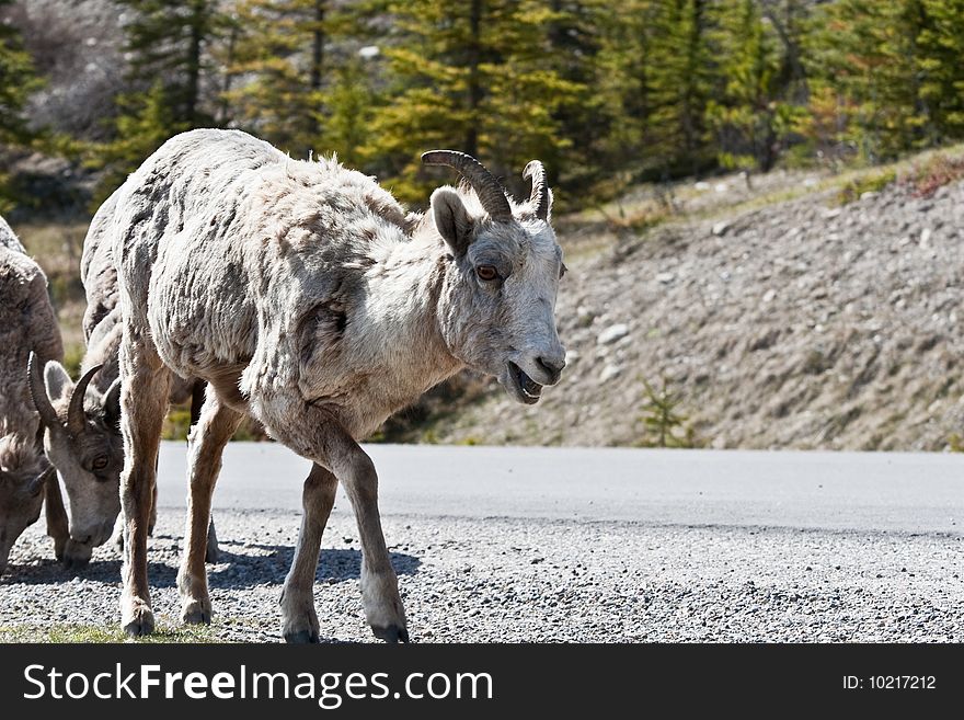 Bighorn Sheep in Banff National Park, Alberta, Canada