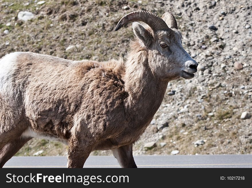 Bighorn Sheep in Banff National Park, Alberta, Canada