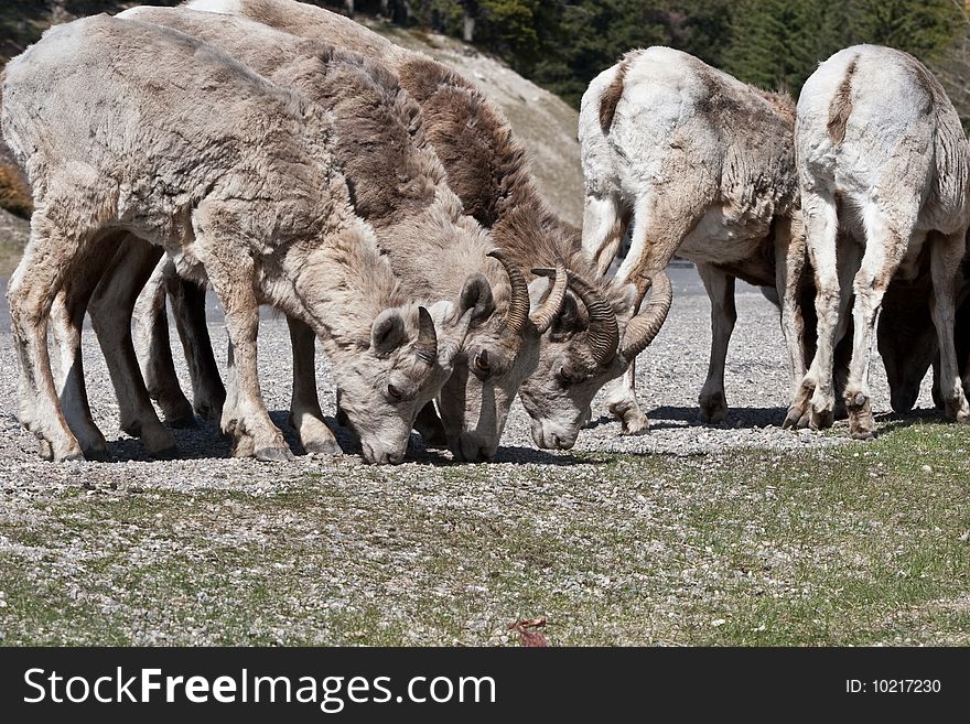 Bighorn Sheep in Banff National Park, Alberta, Canada