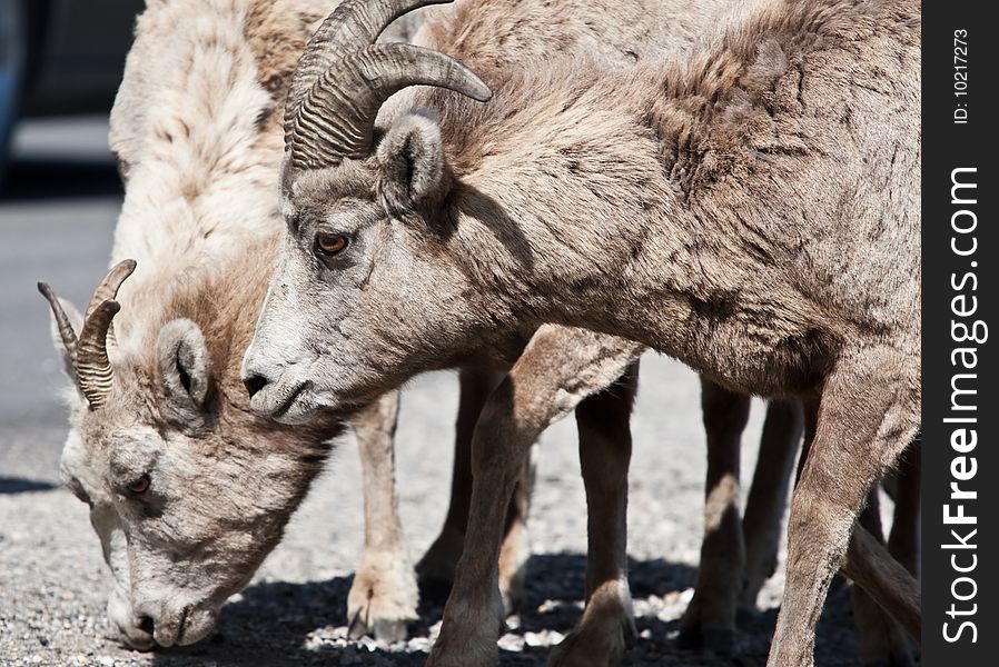 Bighorn Sheep in Banff National Park, Alberta, Canada