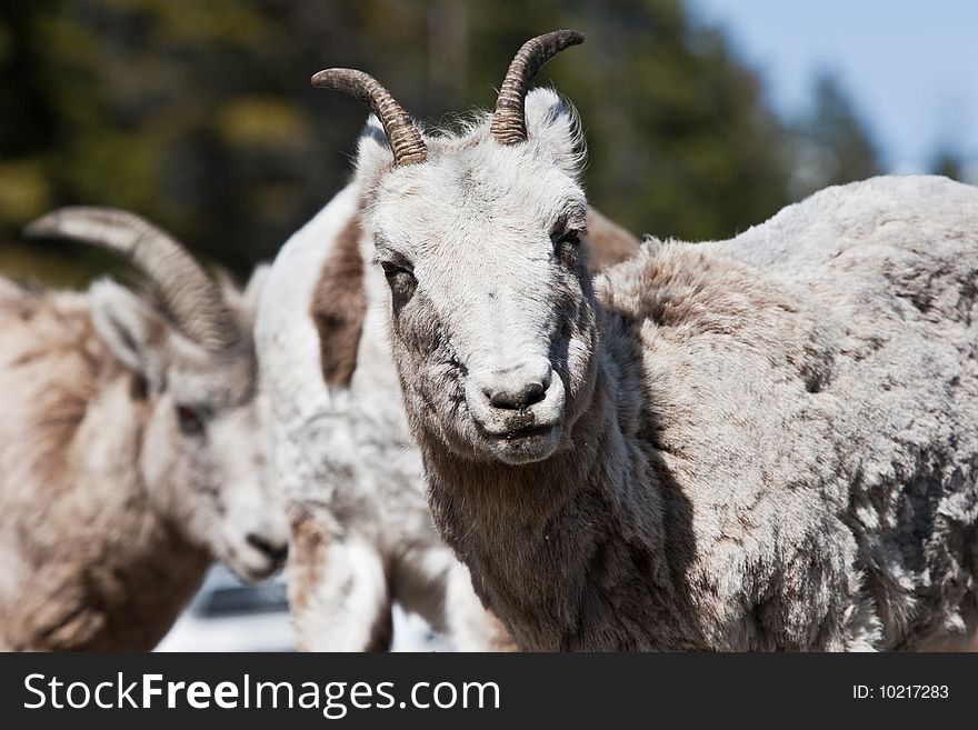 Bighorn Sheep in Banff National Park, Alberta, Canada