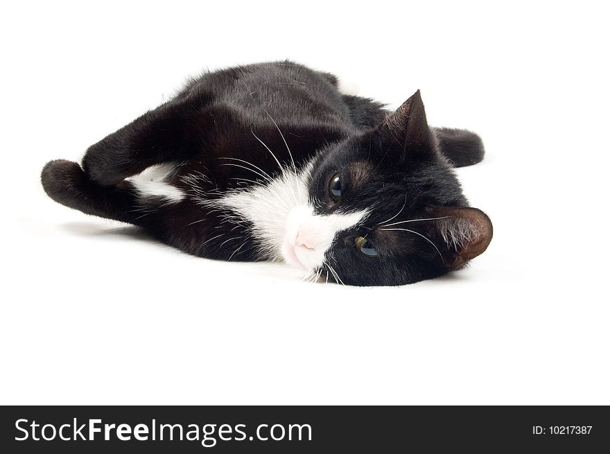 Young cat is relaxing isolated on a white background