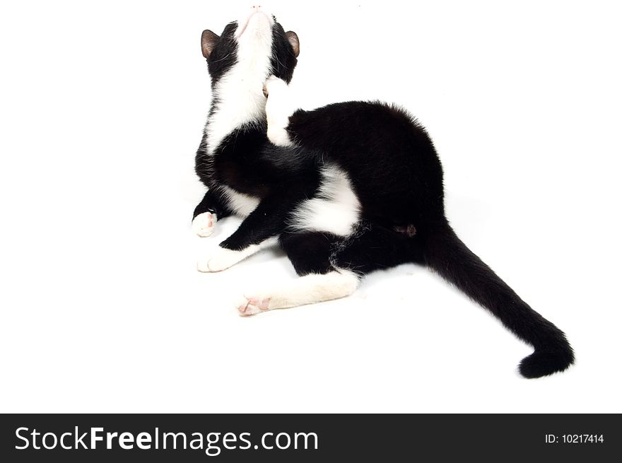 Kitten is scratching herself isolated on white