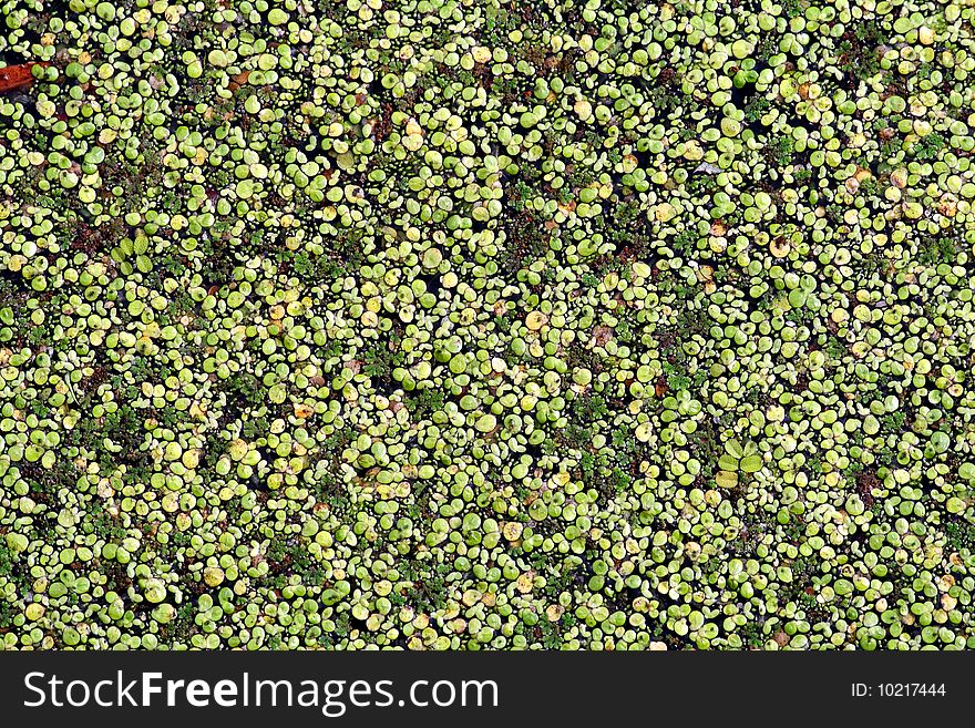 Marsh overgrown duckweed in the forest areas. Marsh overgrown duckweed in the forest areas