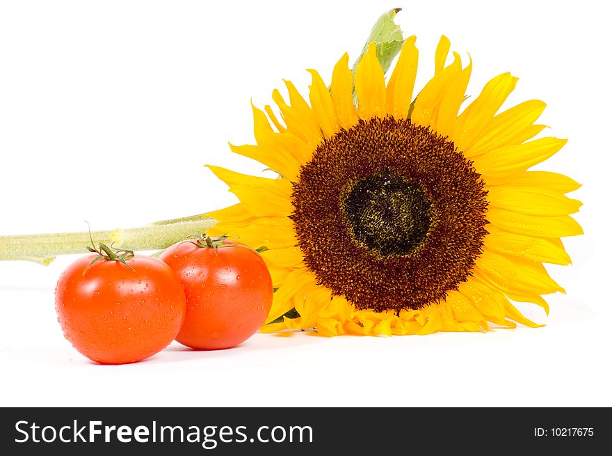 Big sunflower and fresh tomatoes isolated on white