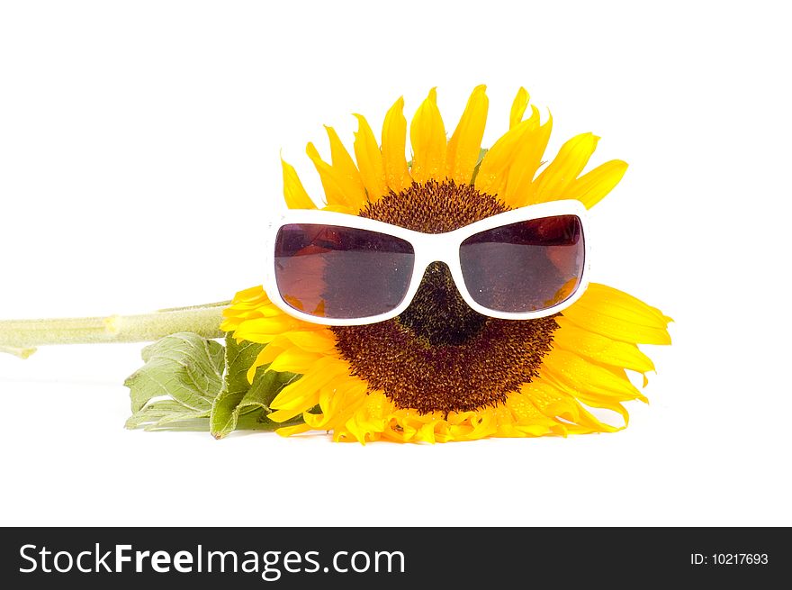 Sunflower wearing sunglasses isolated on a white background