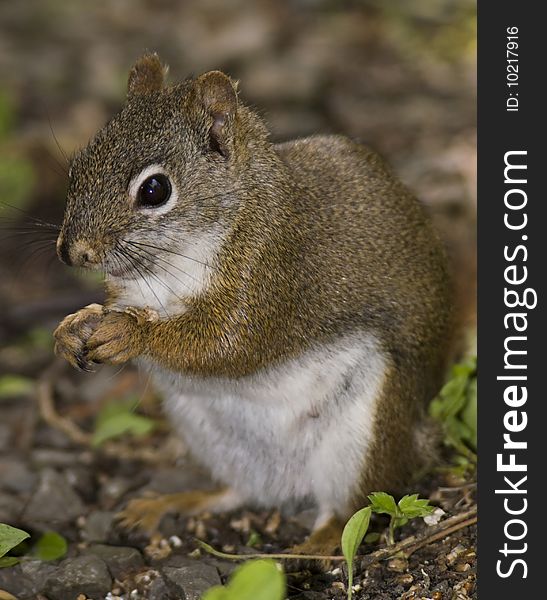 Red Squirrel Eating