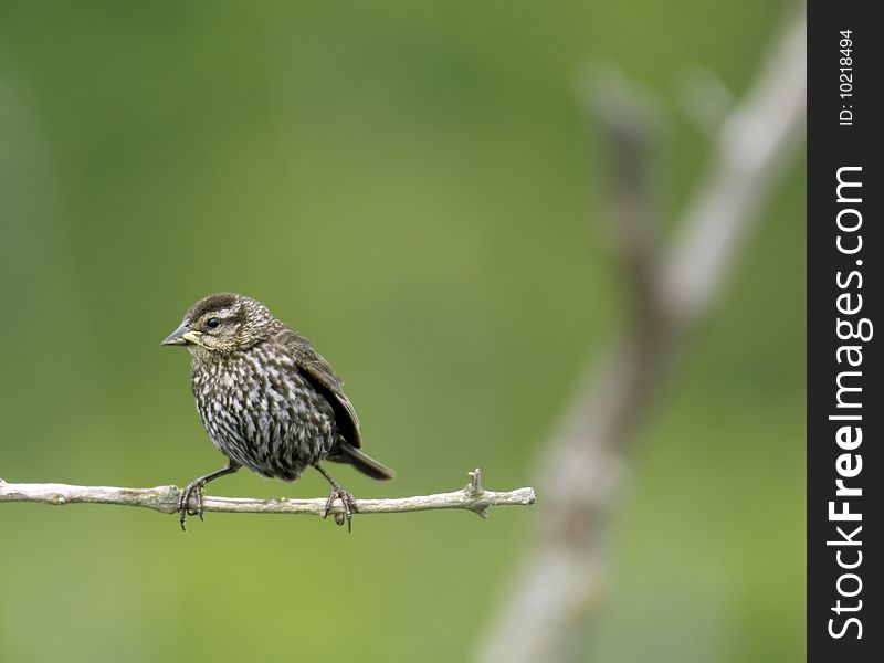 Red Winged Blackbird Female Left