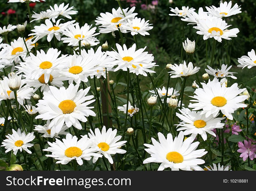 White daisies as a floral background. White daisies as a floral background