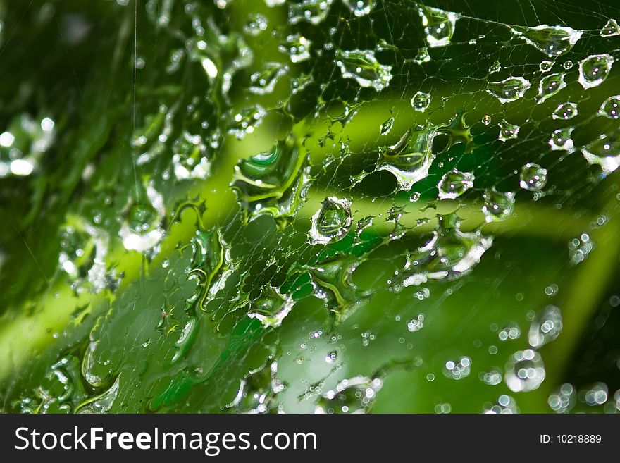 Dew drops on a web background