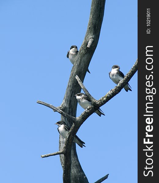 Tree Swallow Group