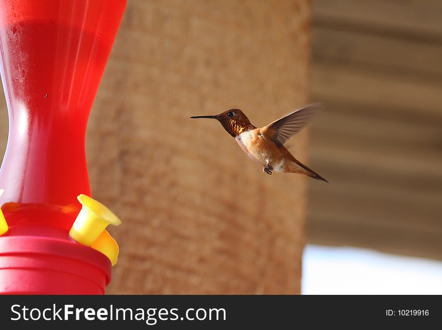 A hummingbird pauses before feeding. A hummingbird pauses before feeding