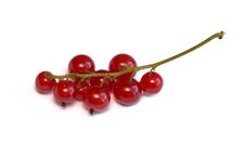 Red Currants Royalty Free Stock Photo