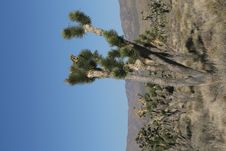 Joshua Trees In Mojave Desert, California Stock Photo