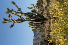 Joshua Trees In Mojave Desert, California Stock Photos