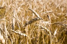 Gold Wheat Stock Image Gold Wheat Stock Image