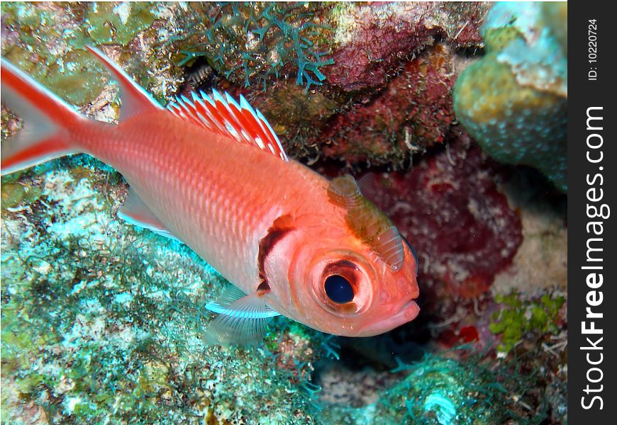 A brilliant red soldier fish looks unhappy with the isopod parasite fixed to his head! The parasite lives with the fish for the rest of its life but causes no harm. A brilliant red soldier fish looks unhappy with the isopod parasite fixed to his head! The parasite lives with the fish for the rest of its life but causes no harm.