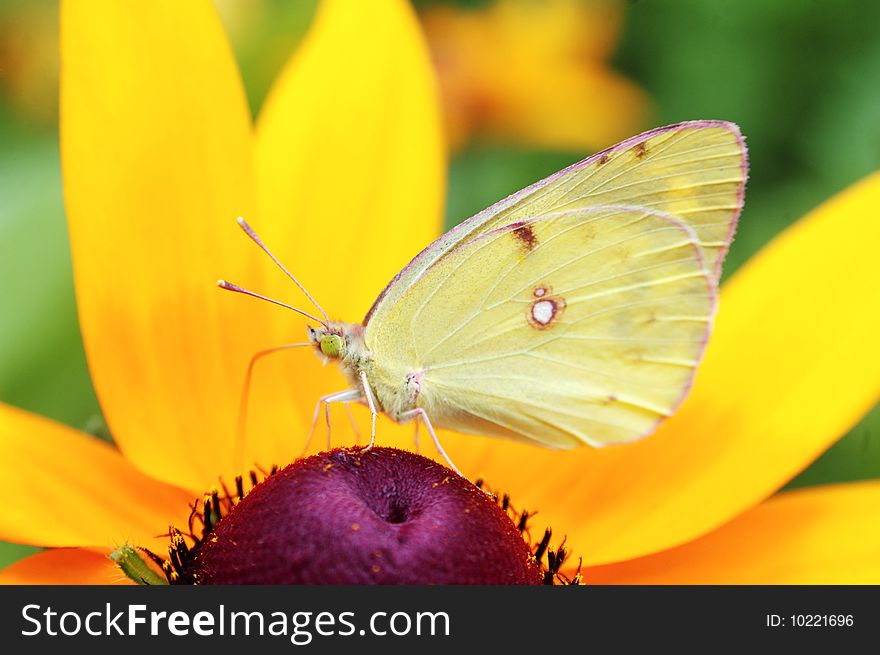 Butterfly feeding on the flowers