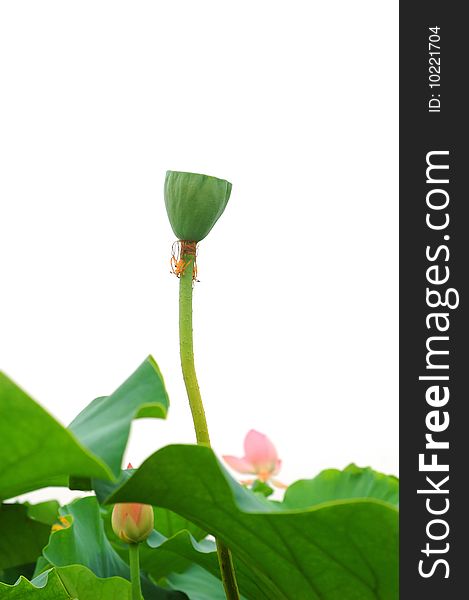 Lotus seedpod on white background