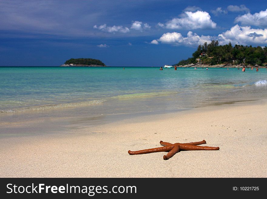 A starfish at white sand