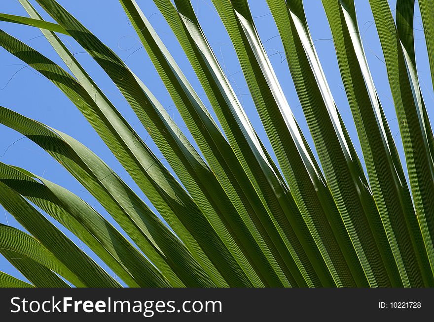 Green palm leaf close-up abstract background