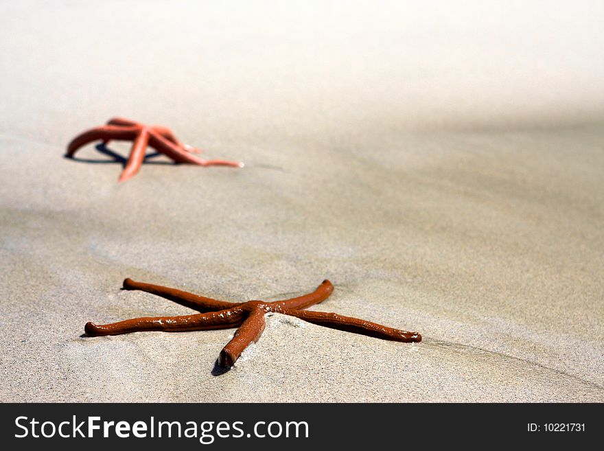 Two starfishes have a rest at seashore. Two starfishes have a rest at seashore