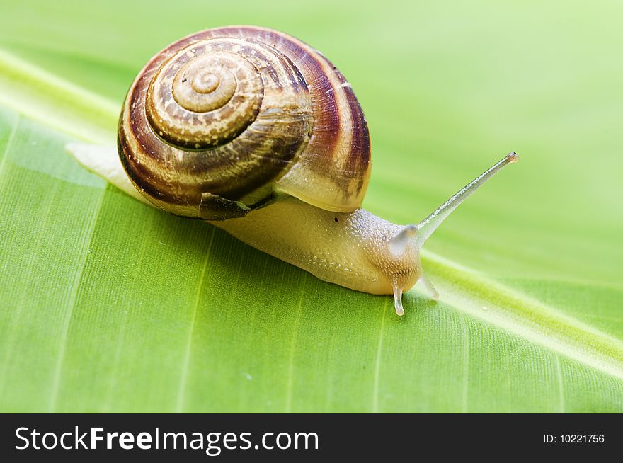 Snail on leaf