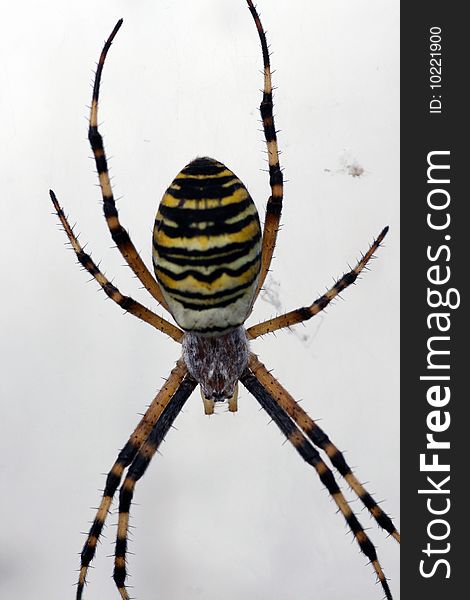 Wasp Spider Close Up