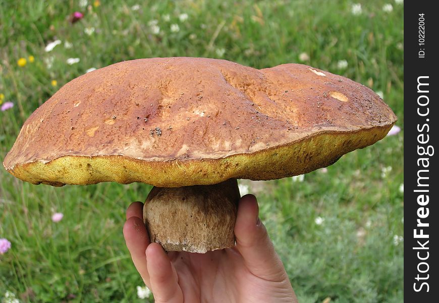 Big boletus in man hand with focus on it