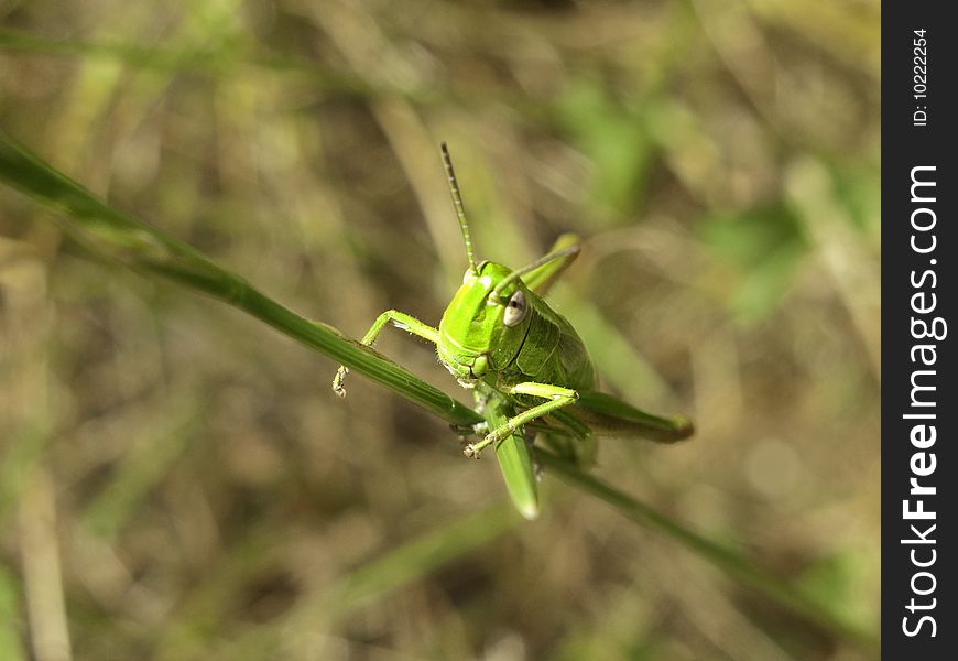 Grasshopper macro taken in a sunny day in a mountain excursion. Grasshopper macro taken in a sunny day in a mountain excursion